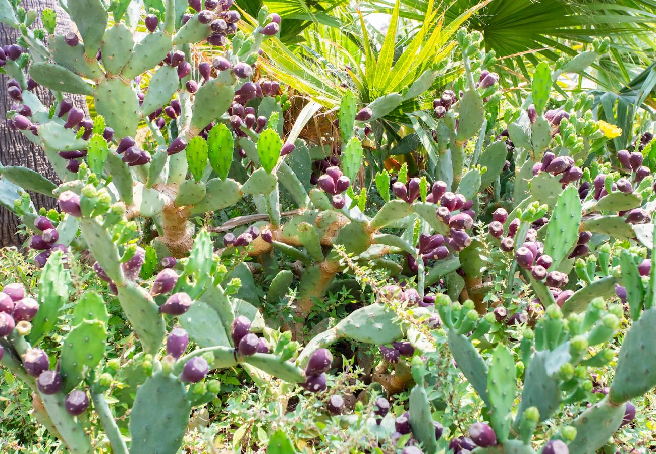 Residence in Cannes - C3 Sebrek