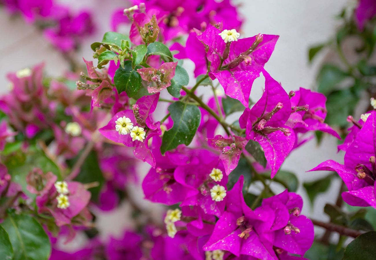 Вилла на Канны - C8 Villa Orientale