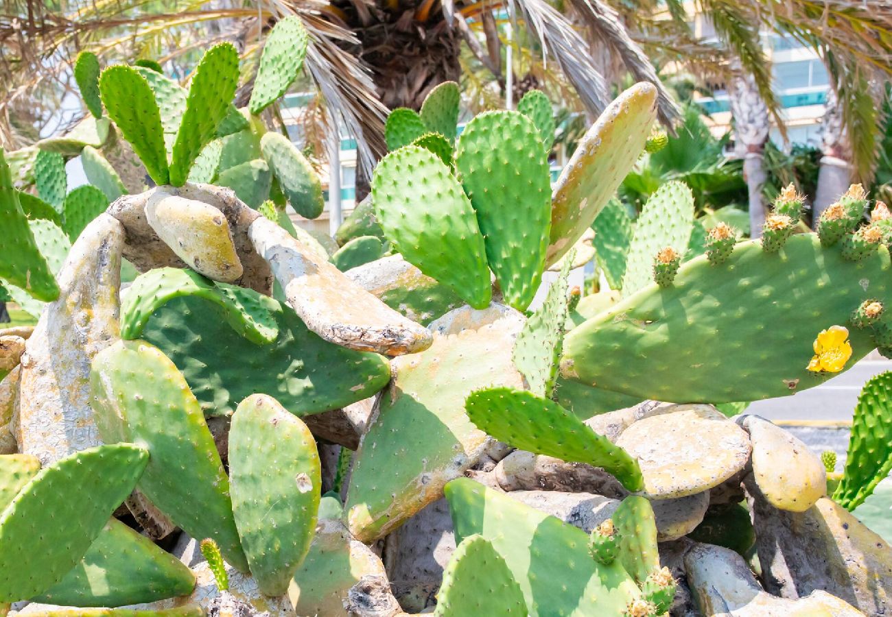 Condominium 在 Cannes - C3 Sebrek